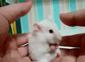 Excuse Me Mouse GIF