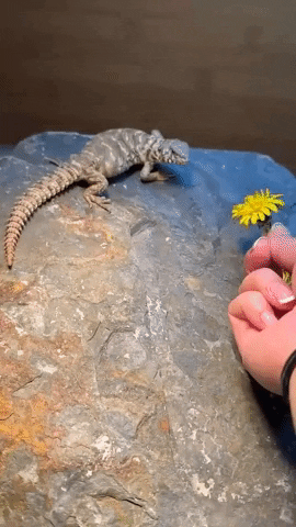 Snack Reptile GIF by Storyful