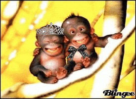 monkeys love GIF