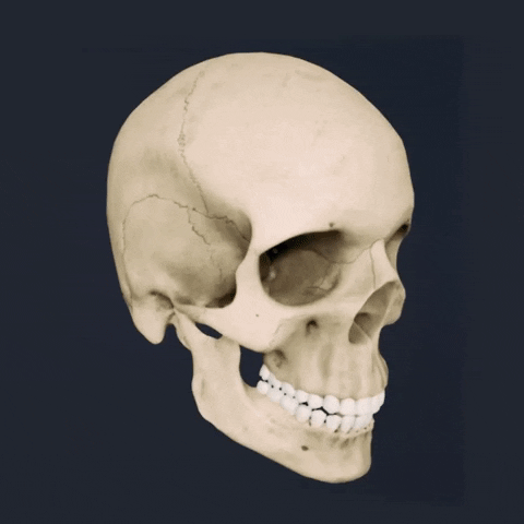 3D Skull GIF by MedRoom