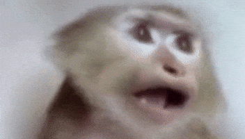 Maymun GIF