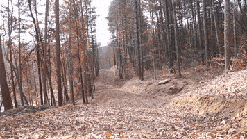 Forest Woods GIF by JC Property Professionals