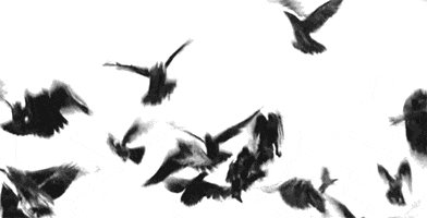 excited black and white GIF