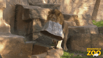 Lion Toobig GIF by Brookfield Zoo