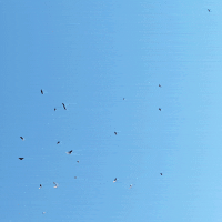 Vultures GIF by Trevor Anderson