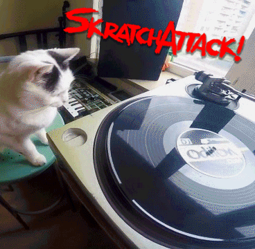 Cat Spinning GIF by SKRTCHNRDS
