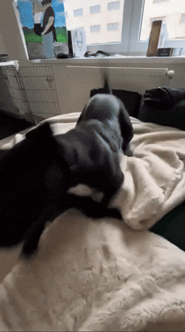 Roxy GIF