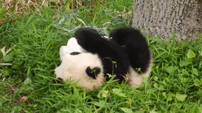 Animated-panda GIFs - Get the best GIF on GIPHY