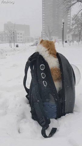 Cat-says-nope-to-snow-storm GIFs - Get the best GIF on GIPHY