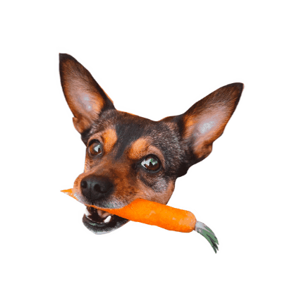 Pies Draka Sticker