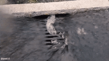 Drain Cleaning GIF