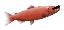 Pacific Northwest Salmon Sticker by GMMB