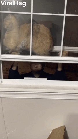 Cat Somehow Stuck Between Two Windows GIF by ViralHog
