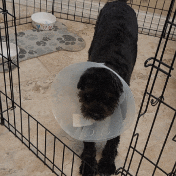 Casper GIF