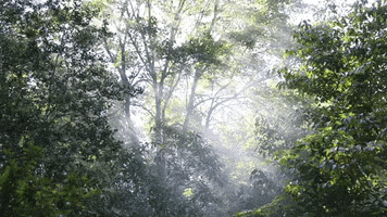Forest Trees GIF by JC Property Professionals