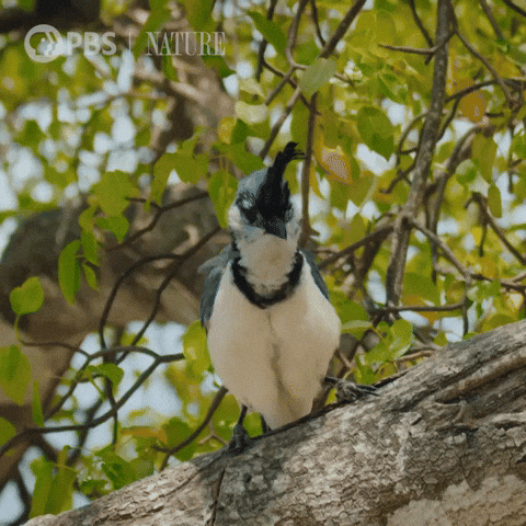 Shake It Off Costa Rica GIF by Nature on PBS