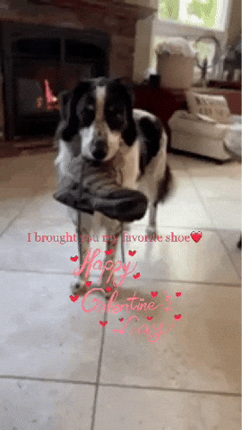 I Brought You My Favorite Shoe GIF