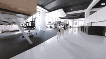 Dogs Office Dog GIF by Interone
