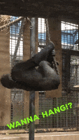 Chill Gorilla GIF by allwetterzoo