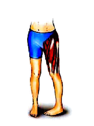 hip