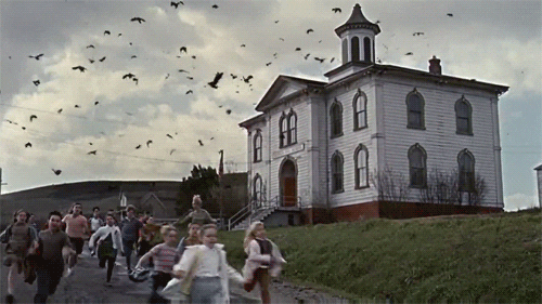  movies horror scary bird alfred hitchcock GIF