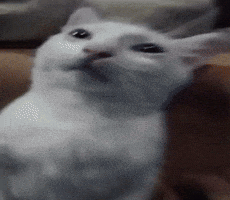 Scary Cat GIF