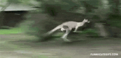Animals Fail animated GIF