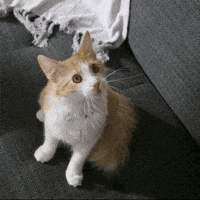 Cats Reaction GIF by Hill's Pet Nutrition EMEA's Pet Nutrition EMEA