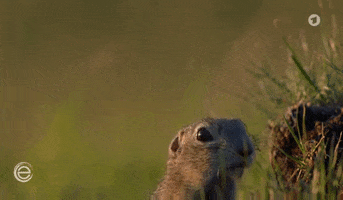 Hungry Squirrel GIF by Das Erste