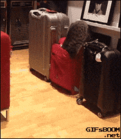 Cat Suitcase GIF