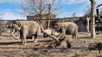 KniesKinderzoo zoo elefant zirkus knie GIF