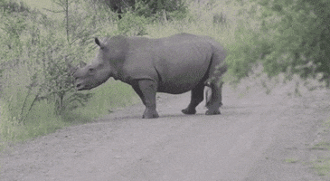 Baby Rhino GIF