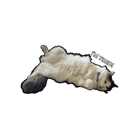 Cat Ragdoll Sticker by Rega Marketing