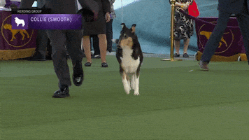 Smooth Collie Dogs GIF by Westminster Kennel Club