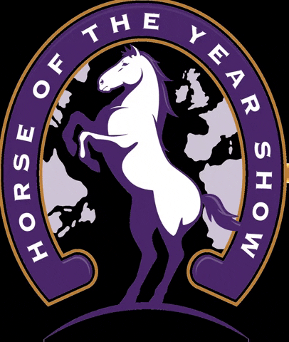 hoys_official horse horses equestrian equine GIF