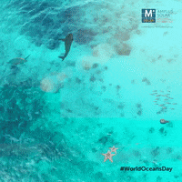 Oceans Day Gifs Get The Best Gif On Giphy