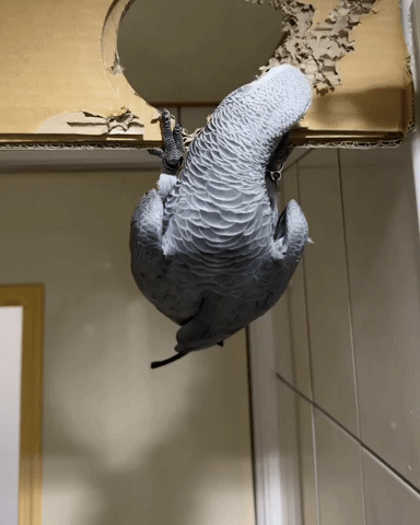 Parrot GIF