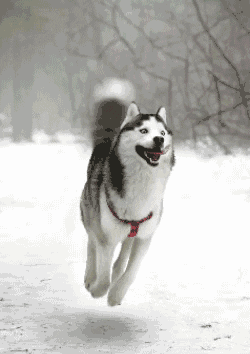 Huskies GIFs - Find & Share on GIPHY