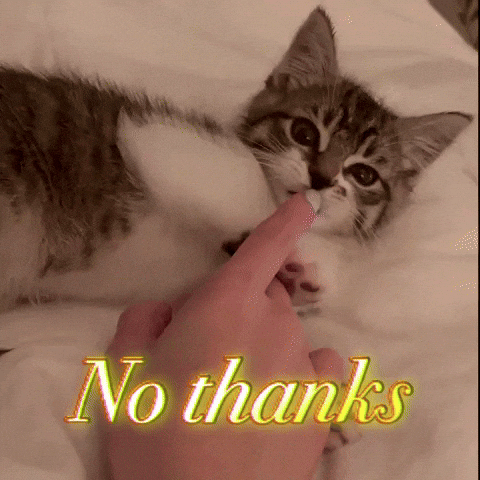 Cat Love GIF