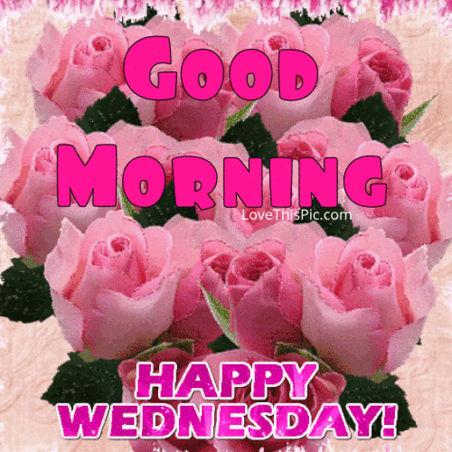 Text gif. Three rows of pale pink roses shimmer above a peach background. Hot pink text, "Good Morning", "Happy Wednesday."