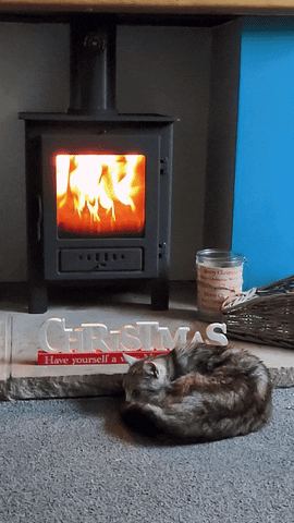 Fire Cat GIF