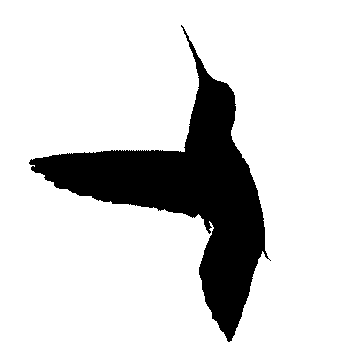 hummingbird