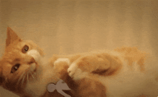 Ginger Cat GIF