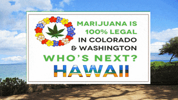 marywhisperingwind cannabis hawaii marijuana colorado GIF