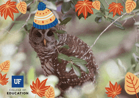 Norman Hall Fall GIF by University of Florida College of Education