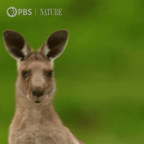 Pbs Nature Wildlife GIF by Nature on PBS