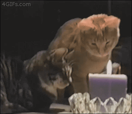 Cat swat GIFs - Get the best GIF on GIPHY
