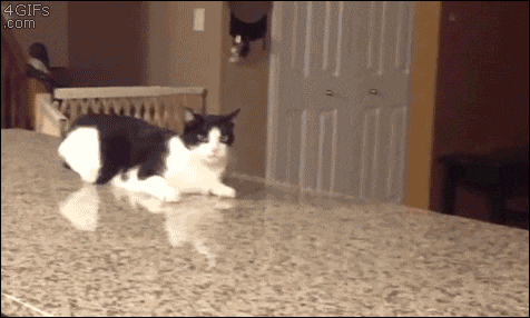giphy.gif?cid=ecf05e47a3ae2b4e09f79cf939