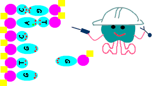 dna