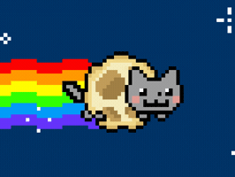 Cat GIF